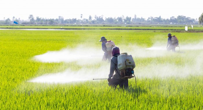 farmer spraying pesticide in the rice field