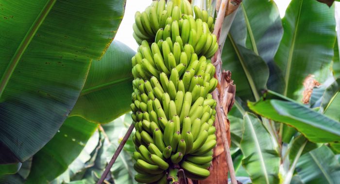 banana bunch at the banana plantation platano of Tenerife, Canary islands