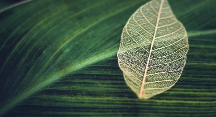 White transparent skeleton leaf with beautiful texture on a turquoise green leaft background close up Macro