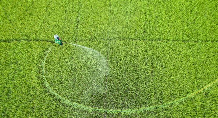Aerial view from flying drone. Thai farmer spraying chemical to young green rice field. Agriculture concept