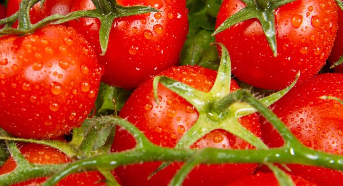 a lot of red tomatoes background