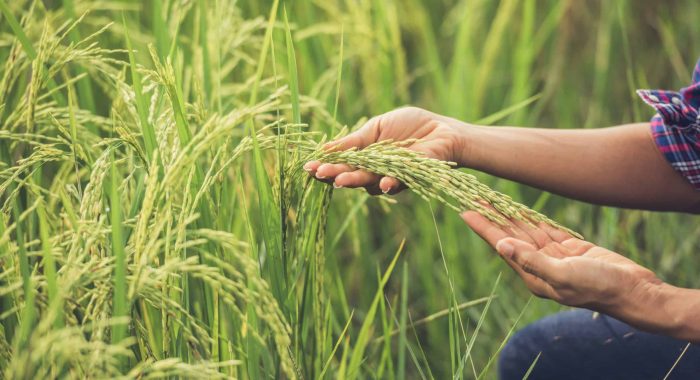The farmer holds rice in hand.