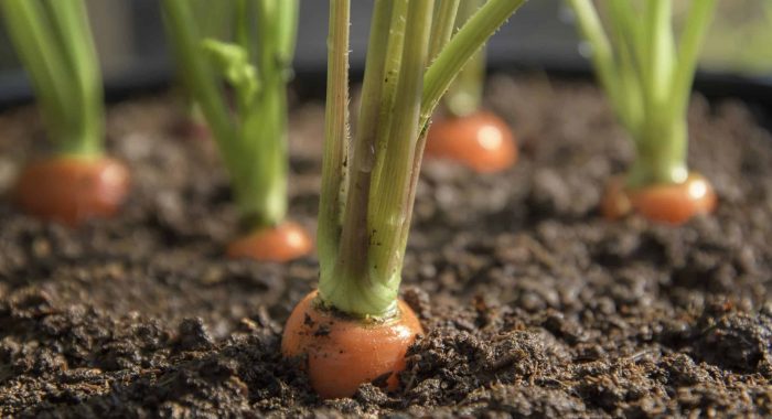 Carrot vegetable grows in the garden in the soil organic background closeup.