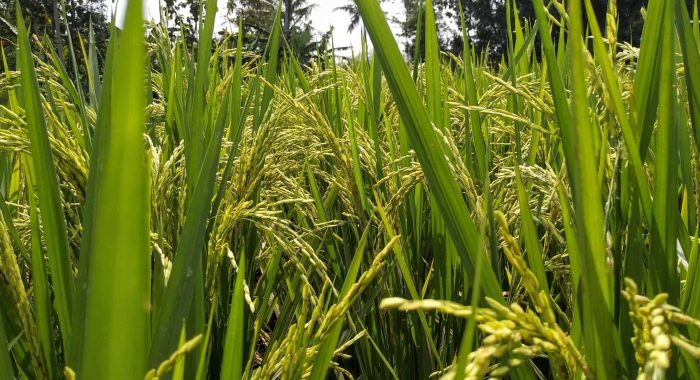 andhika-y-wiguna-VsNWi5gNIbE-unsplash