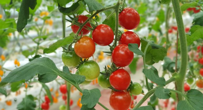 Vertical farming is sustainable agriculture for future food.