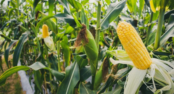 Corn cob with green leaves growth in agriculture field outdoor