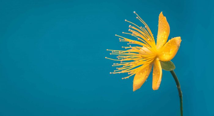 dlanor-s-vjDbHCjHlEY-unsplash