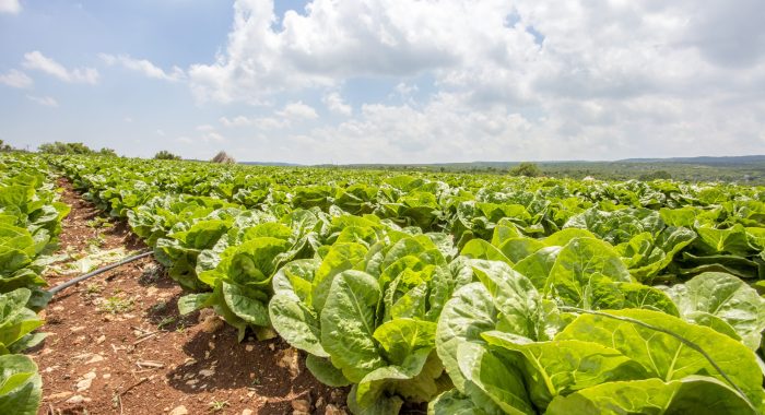 Green fresh lettuce field agriculture. Turkey / Adana