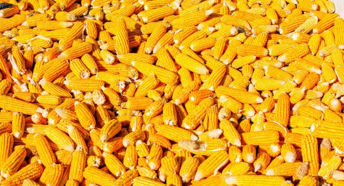 kamlesh-hariyani-pjSoPnOPUJk-unsplash