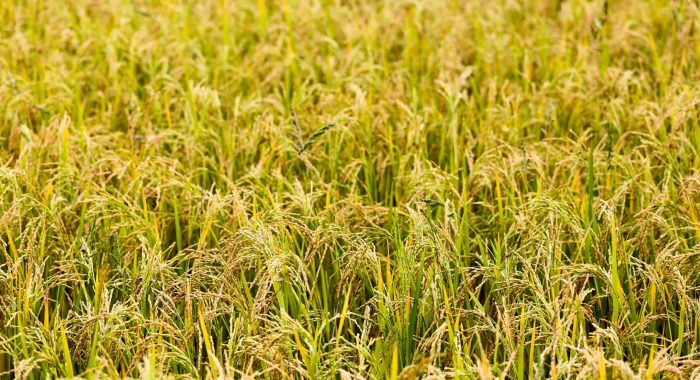 theme-inn-dm-9lIgr_K0-unsplash