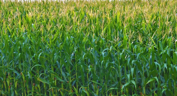 waldemar-brandt-T9lKlrW1zoU-unsplash